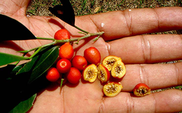 trong cay si co nghia la gi