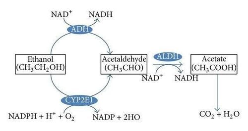 Sơ đồ chuyển hóa rượu ethanol (Figures - uploaded by Masao Fujimoto)