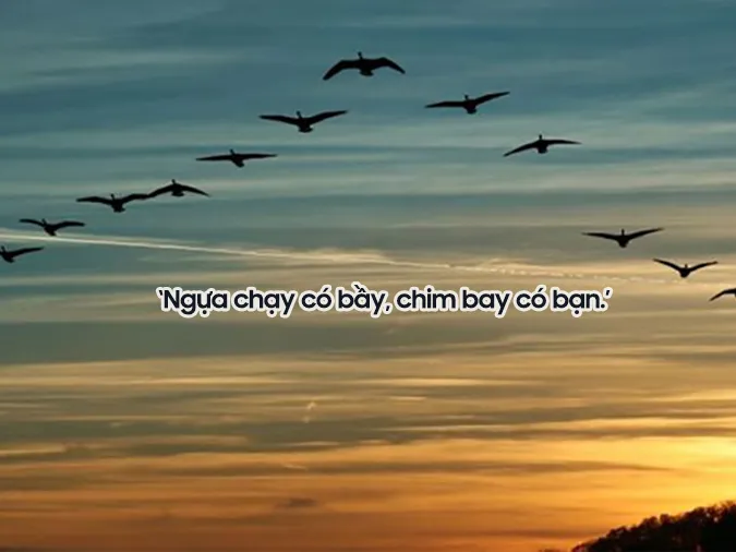 mot-con-ngua-dau-ca-tau-bo-co-voh-3