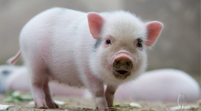 2007 nam nay lop may