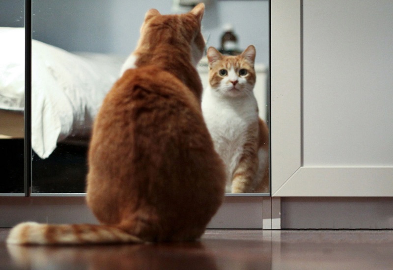 Ảnh ảo không hứng được trên màn chắn. (Ảnh: Sưu tầm Internet)