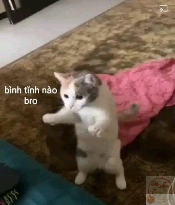meme bình tĩnh (3)