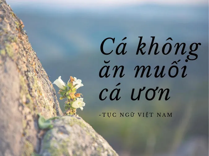 ca-khong-an-muoi-ca-uon-voh-1