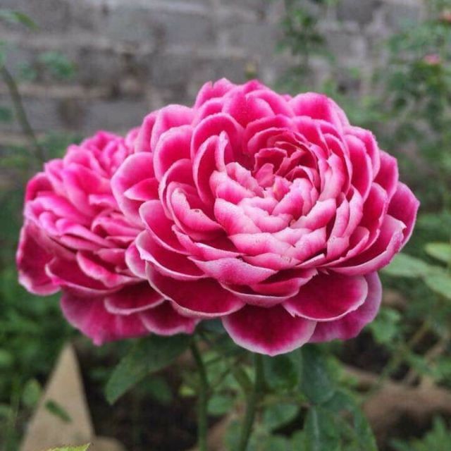 cấu tạo chung của hoa hồng