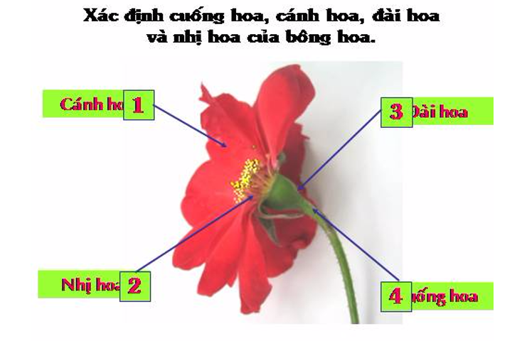 đặc điểm cấu tạo hoa hồng