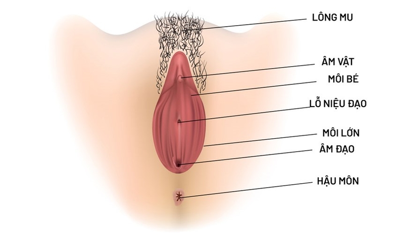 Âm đạo sâu bao nhiêu? Yếu tố nào ảnh hưởng đến kích thước âm đạo 2