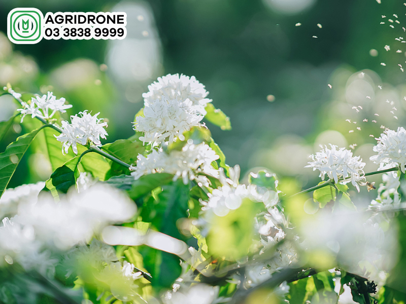 cay ca phe duoc trong nhieu nhat o vung 3