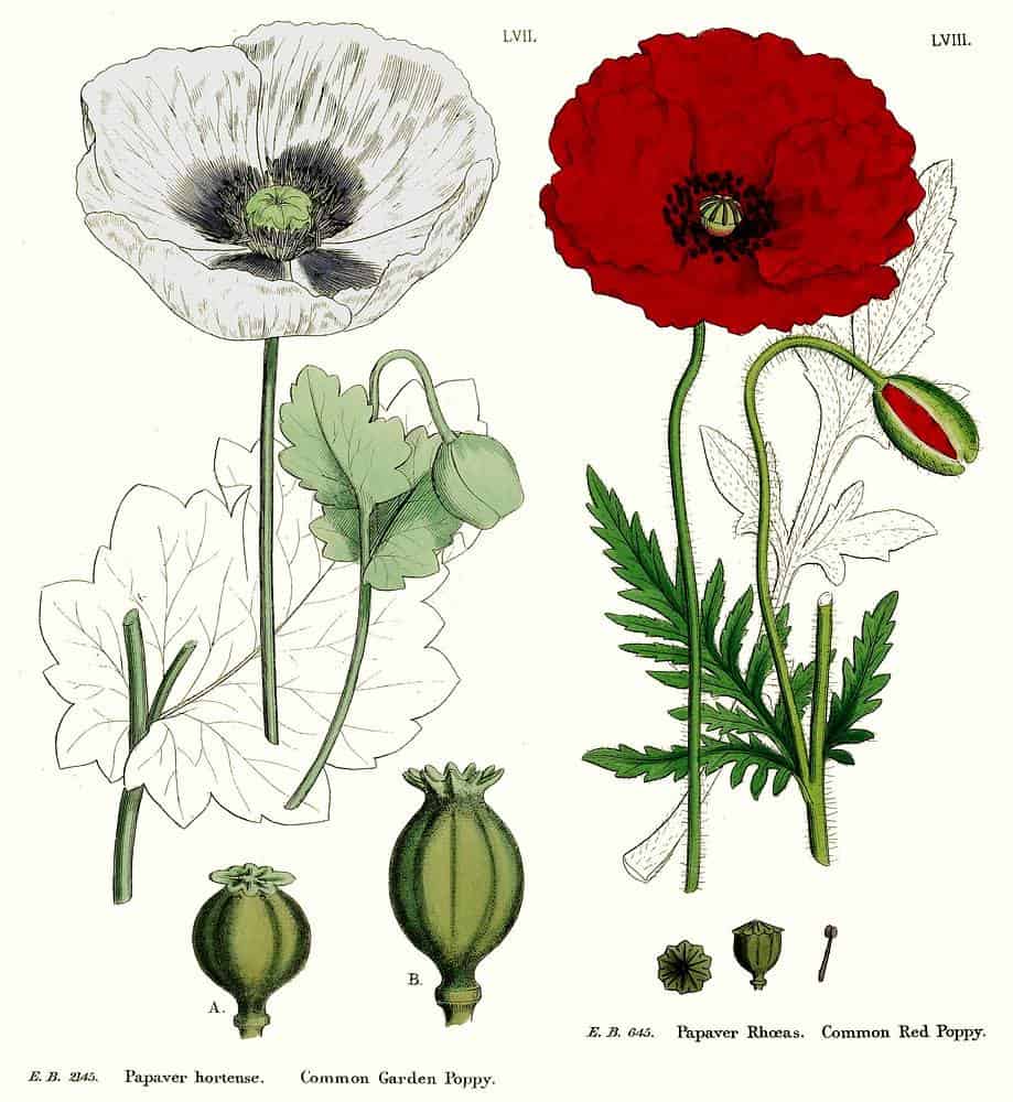 Thuốc phiện (Anh túc)