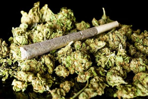 Thuốc phiện (Anh túc)