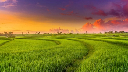 đất trồng cây hàng năm và đất trồng cây lâu năm