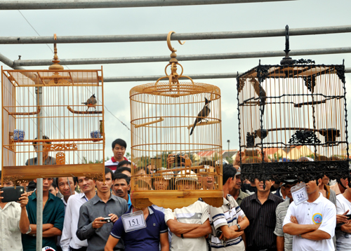 chao mao trung mang 1