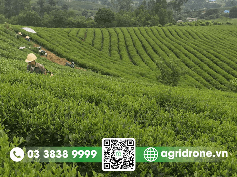 Cây chè được trồng chủ yếu ở vùng