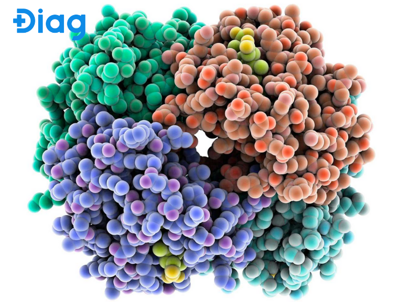 Đạm được cấu tạo từ các axit amin