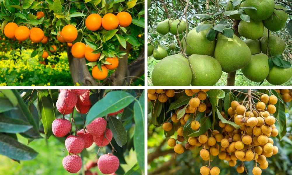 Đất feralit trồng cây gì? Danh Sách Cây Trồng Phù Hợp Nhất