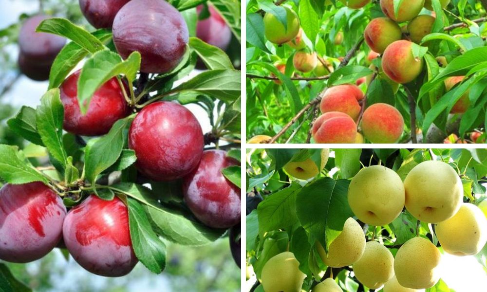 Đất feralit trồng cây gì? Danh Sách Cây Trồng Phù Hợp Nhất