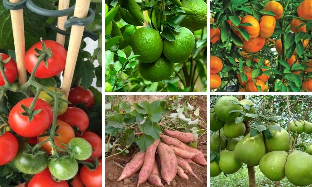 Đất phù sa trồng cây gì? Đặc điểm, phân loại và cách cải tạo hiệu quả