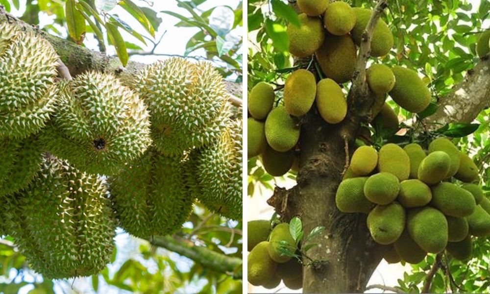 Đất phù sa trồng cây gì? Đặc điểm, phân loại và cách cải tạo hiệu quả