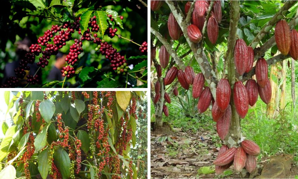 Đất phù sa trồng cây gì? Đặc điểm, phân loại và cách cải tạo hiệu quả