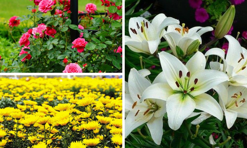 Đất phù sa trồng cây gì? Đặc điểm, phân loại và cách cải tạo hiệu quả