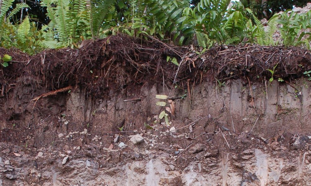 Đất trồng được cấu thành từ ba phần chính: phần rắn, phần lỏng, và phần khí