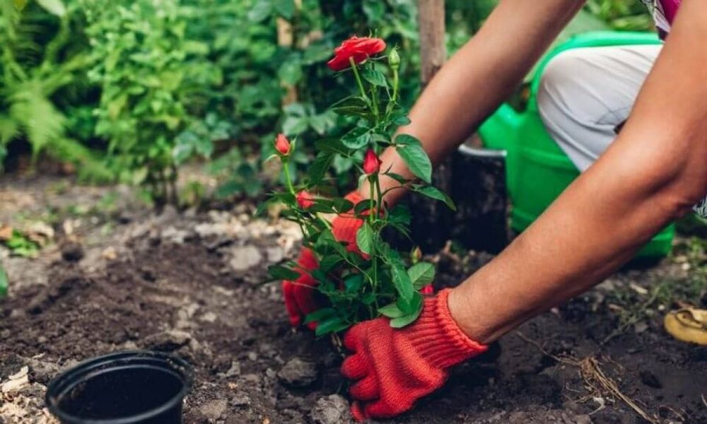 Cách cải tạo đất trồng cây cảnh