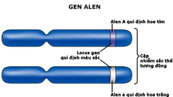 gen khong alen la gi