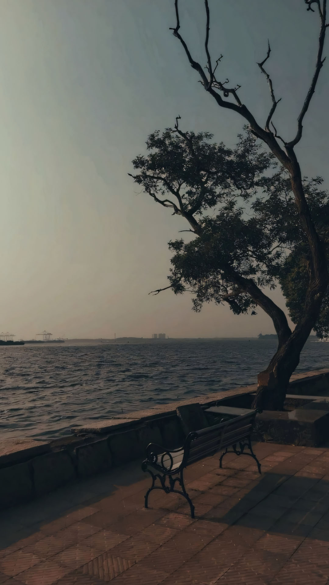 cay don doc ben bien dung vung giua gio 1920px 1080px full hd