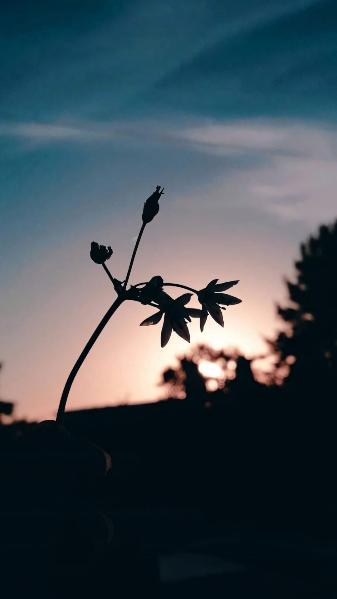 canh la nho nen troi hoang hon yen tinh 1920px 1080px full hd