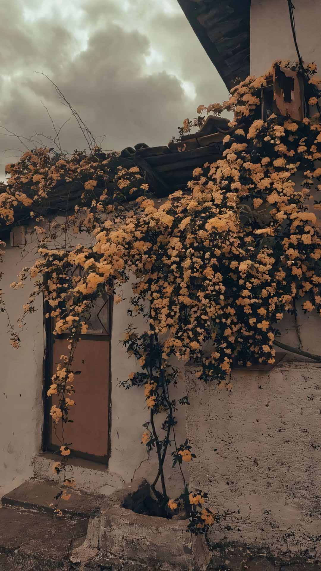 cua cu phu hoa vang xua cu 1920px 1080px full hd