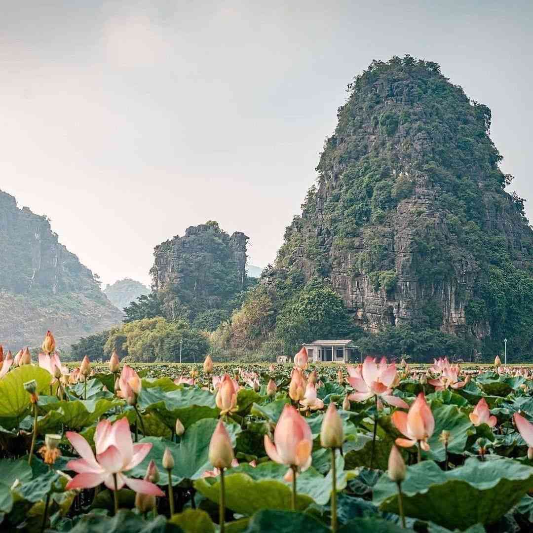 mua sen ninh binh
