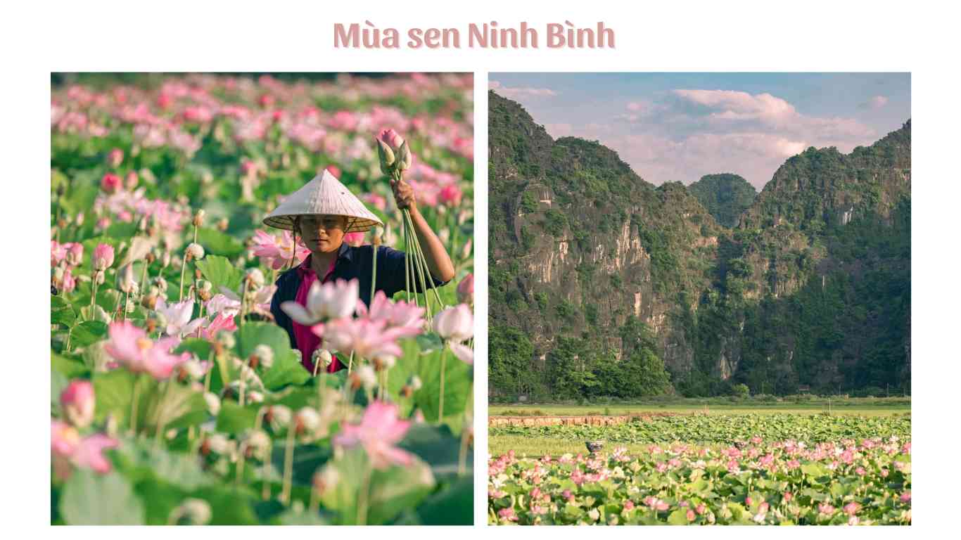 Mùa sen Ninh Bình