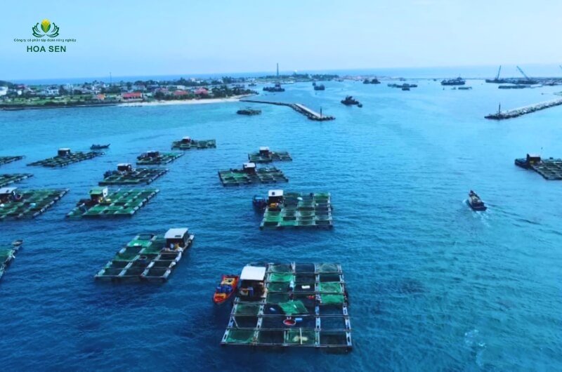 Nghề nuôi tôm của nước ta hiện nay 