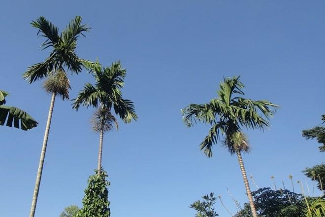 khong dam hay khong giam