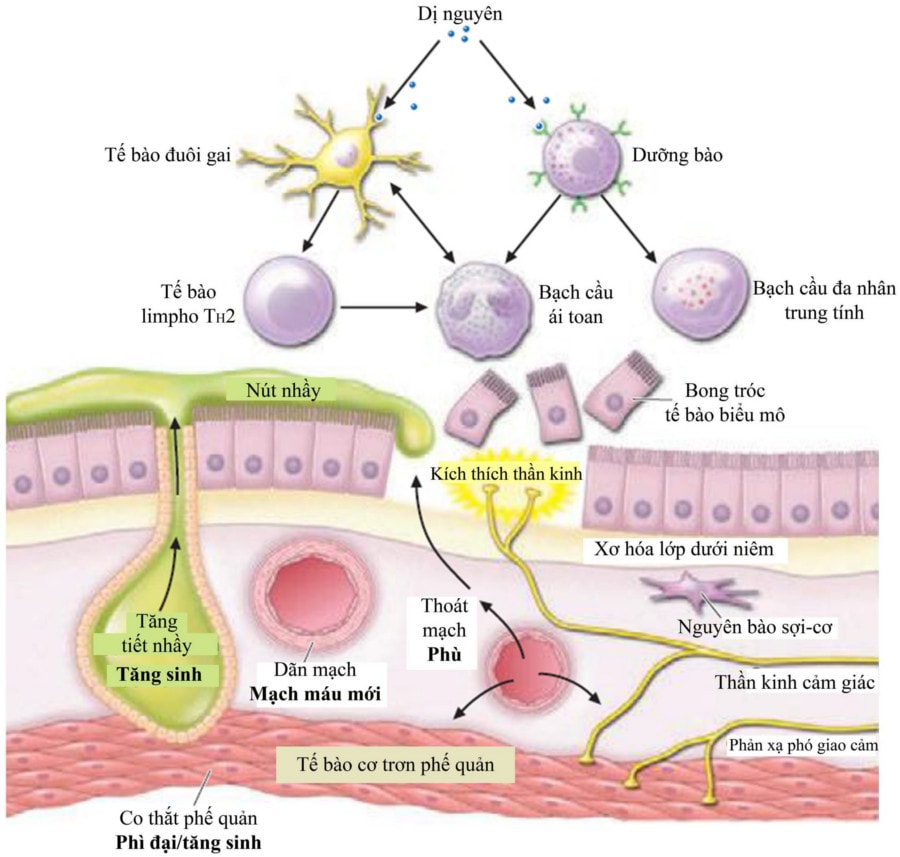 kieu hinh cua co the la ket qua cua 4