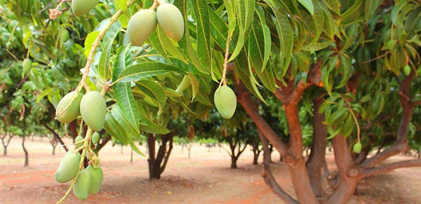 Dàn ý tả cây xoài