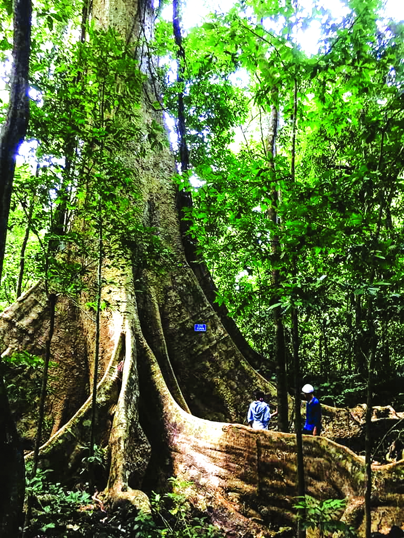 Cây gõ bác Đồng có niên đại 700 năm