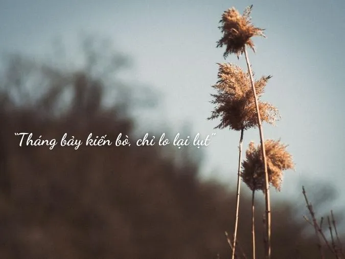 mau-sao-thi-nang-vang-sao-thi-mua-voh-3