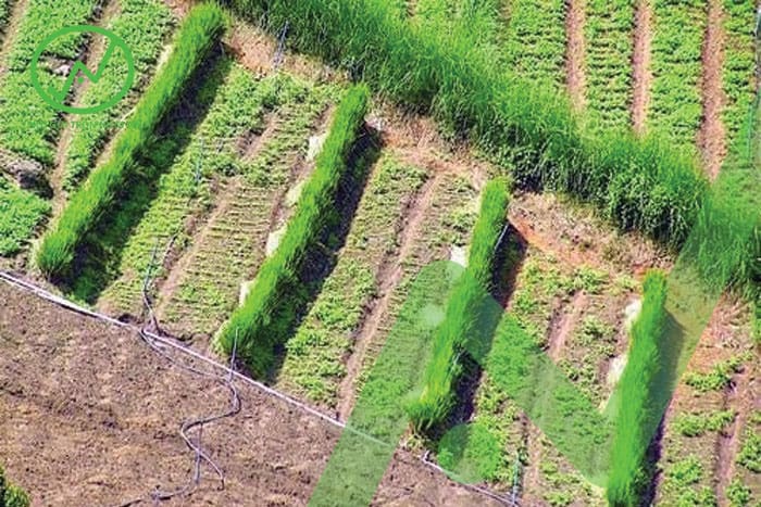 moi truong song cua cay xanh la 2