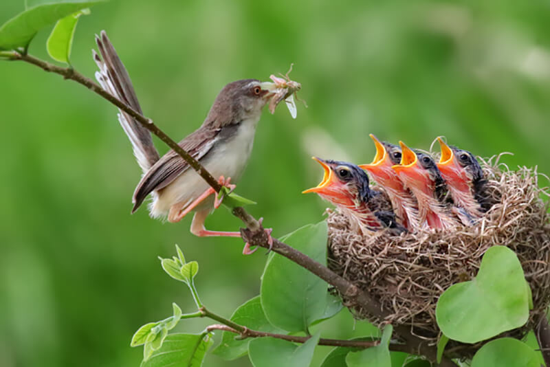 Môi trường sống của sinh vật chim