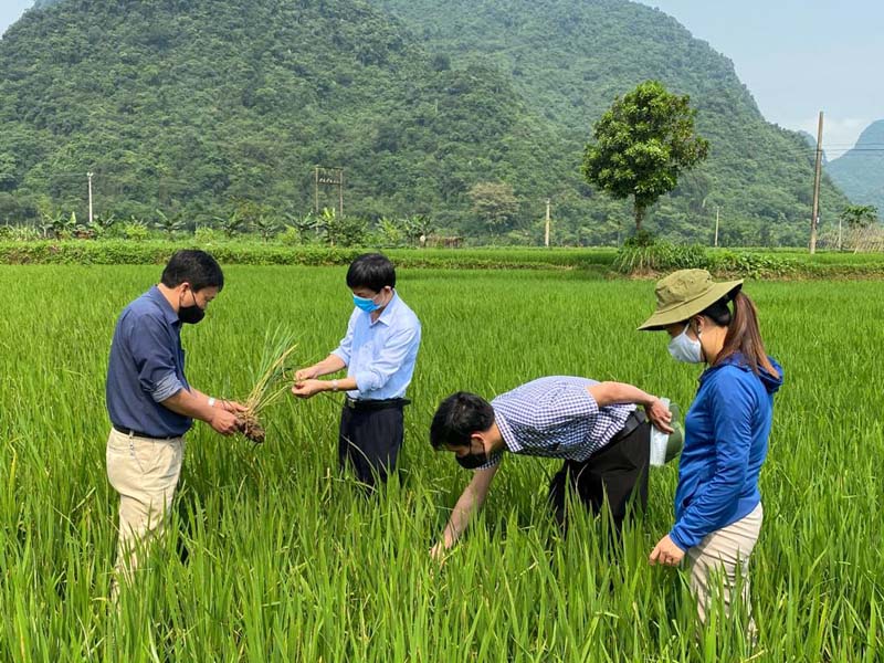 nguyên tắc phòng trừ sâu bệnh, bà con thường xuyên kiểm tra tình hình sâu bệnh hại lúa