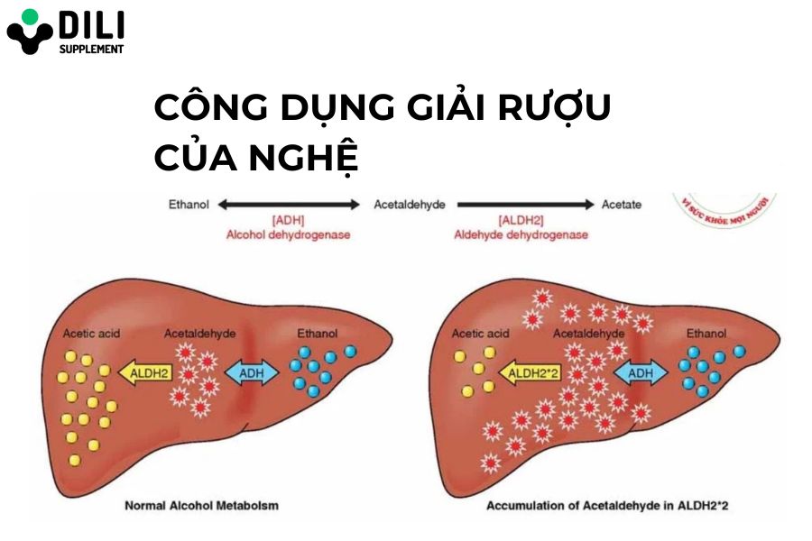 Viên bột nghệ giải rượu Huyền thoại DiLi