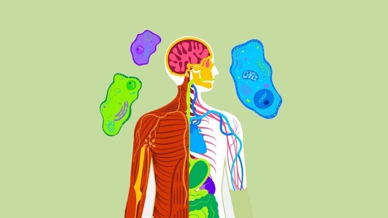 Natri clorua hay cụ thể là natri ảnh hưởng đến hấp thụ và chuyển hóa một số chất