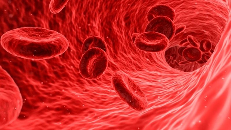 Cơ thể liên tục theo dõi và điều hòa lượng máu và nồng độ natri cho phù hợp