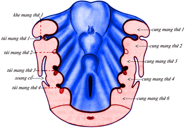 Phôi thai học: cung mang, khe mang, túi mang