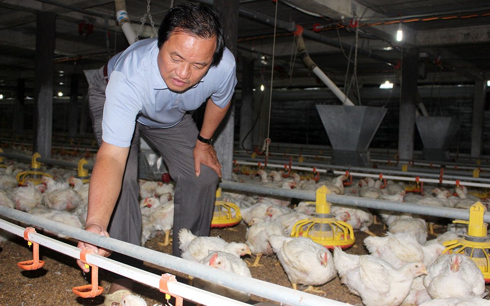 tong quan nganh gia cam hien nay 3