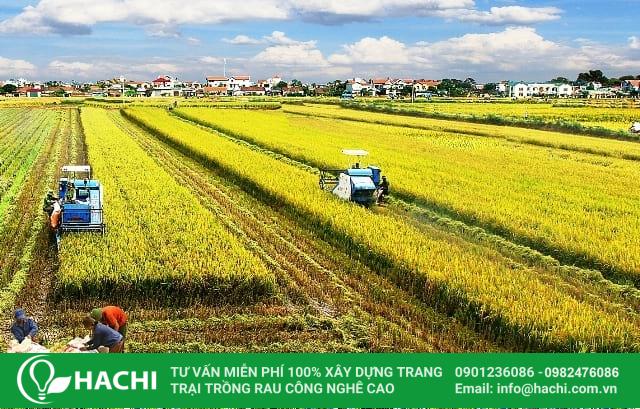 Trồng lúa đóng góp 10% GDP của ngành nông nghiệp