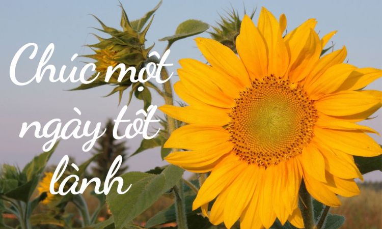 Lời chúc buổi sáng cho mọi người