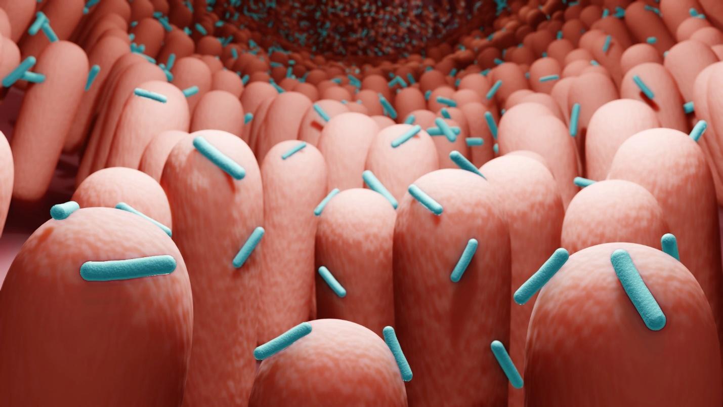 nguyen nhan dan den 2