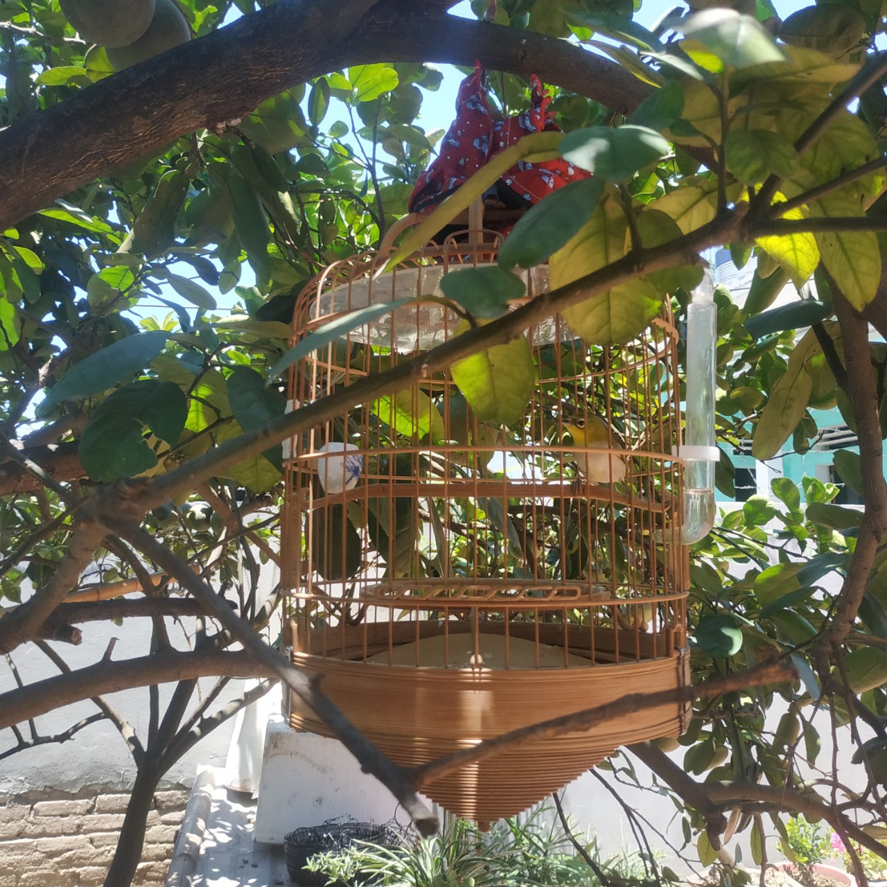 nuoi chim duong tri hay chi 1