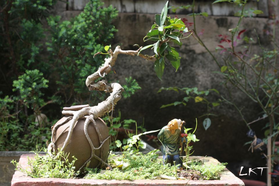 nuoi chim duong tri hay chi 2